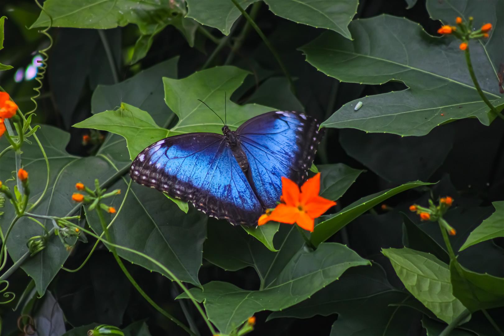 Shutter Stock
