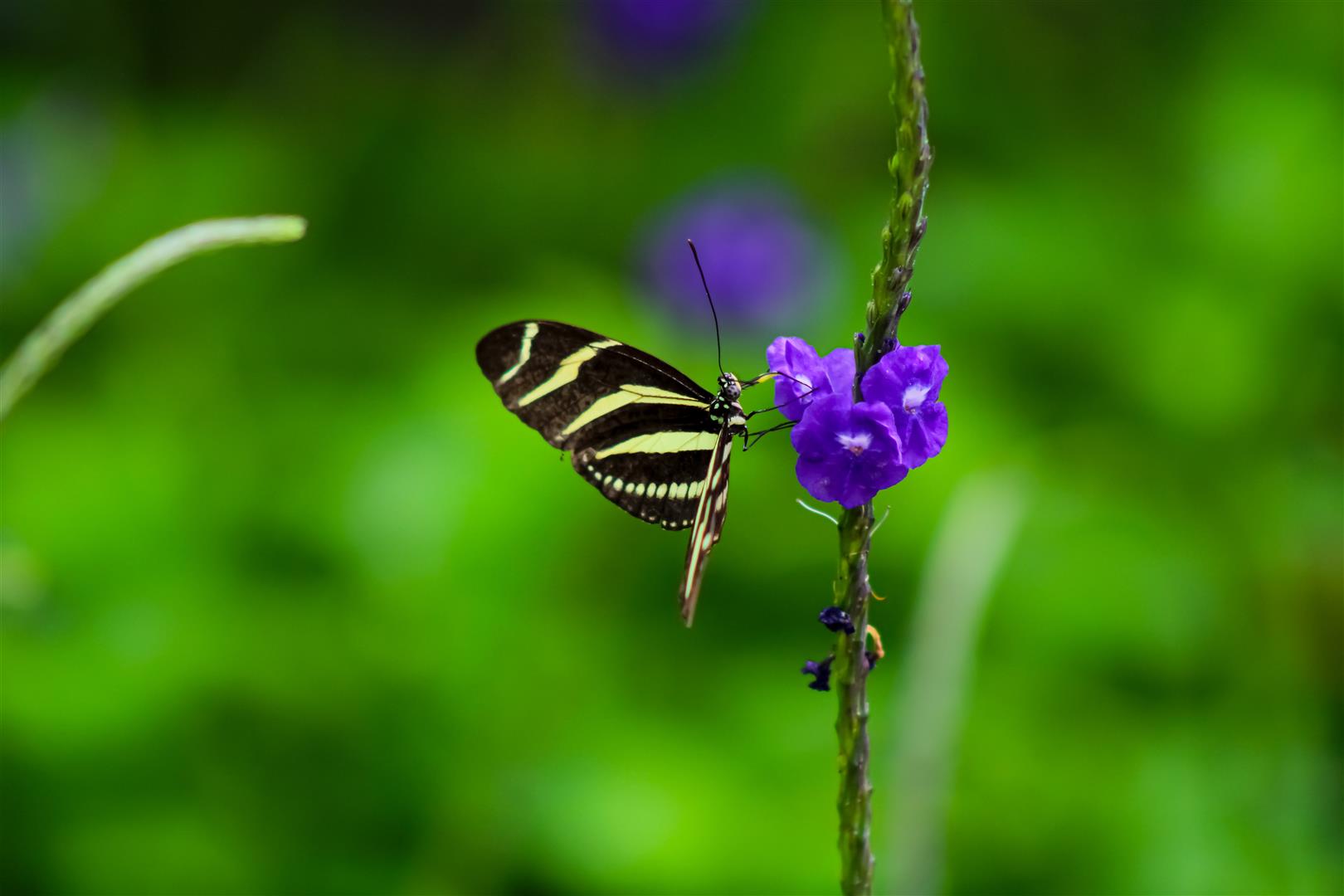 Shutter Stock