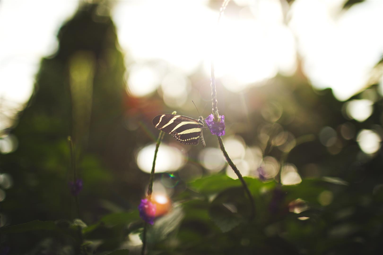 Shutter Stock