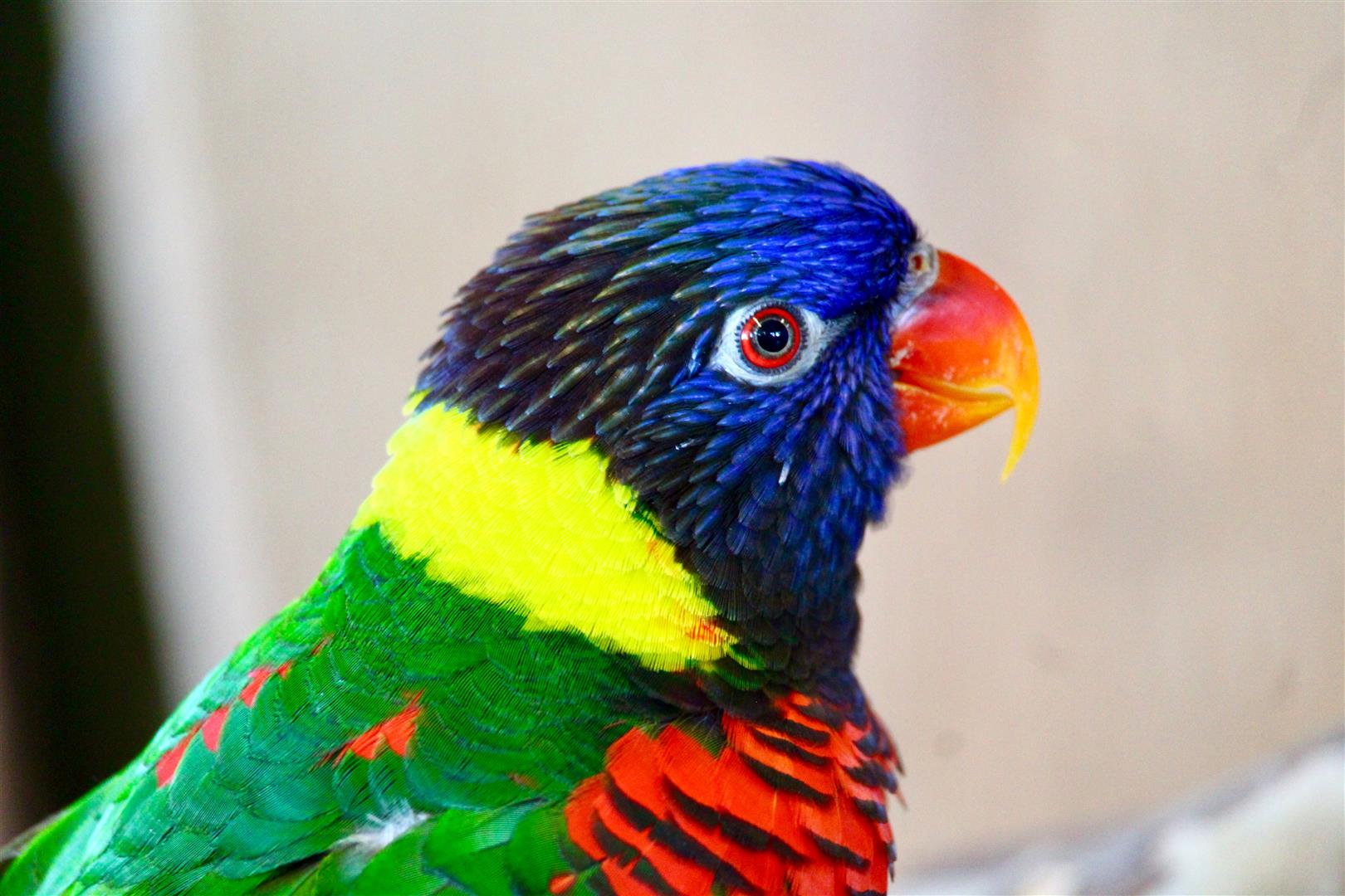 Shutter Stock