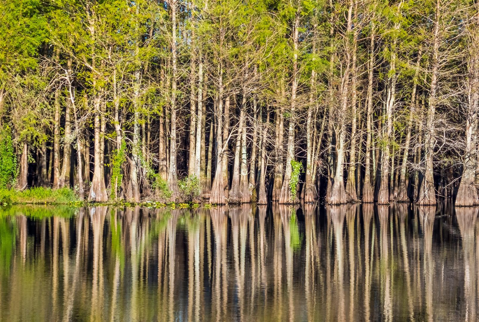 Shutter Stock