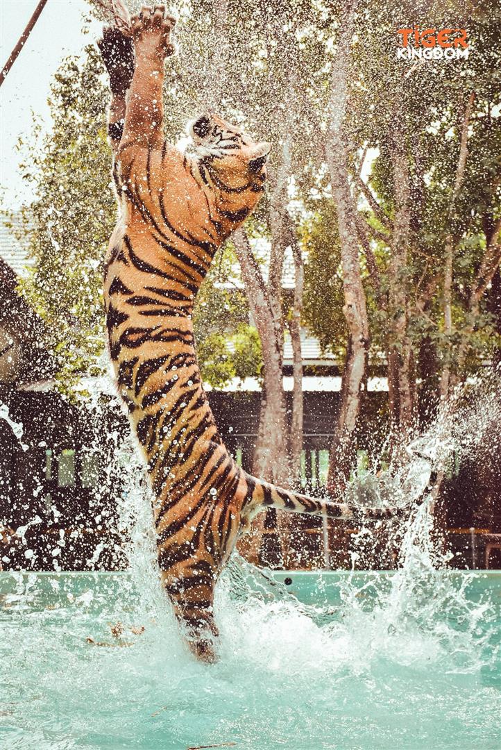 Tiger Kingdom - Phuket