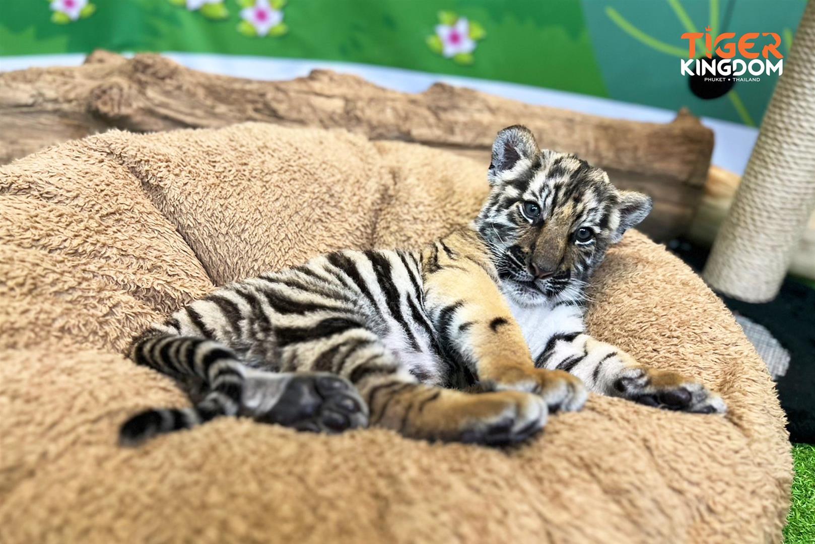 Tiger Kingdom - Phuket