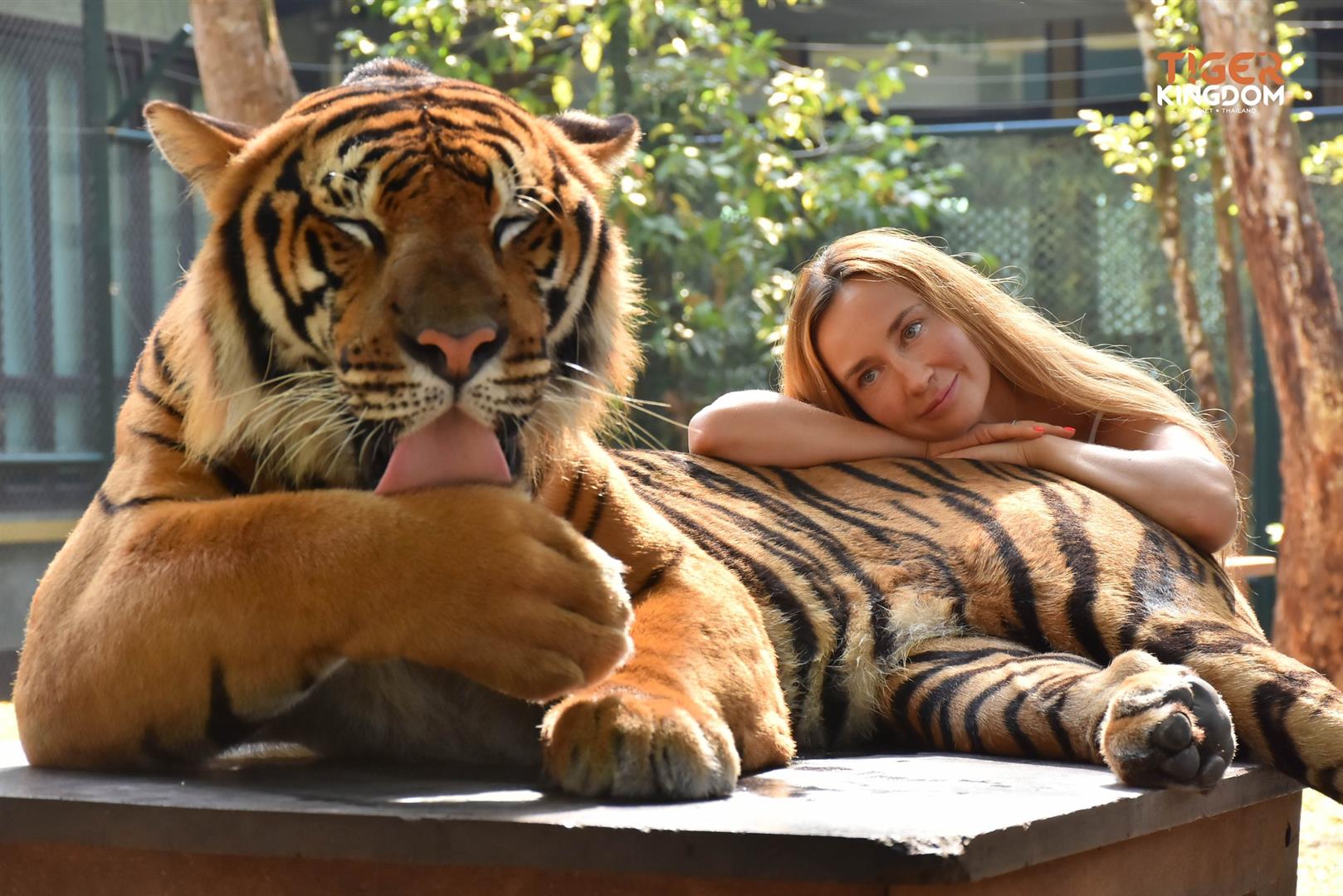 Tiger Kingdom - Phuket