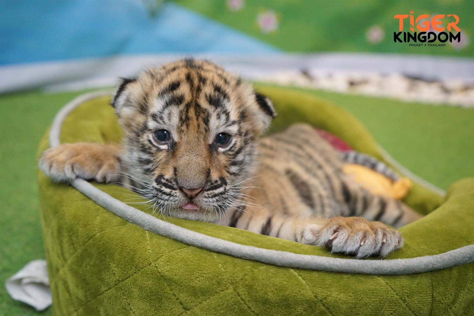 Tiger Kingdom - Phuket