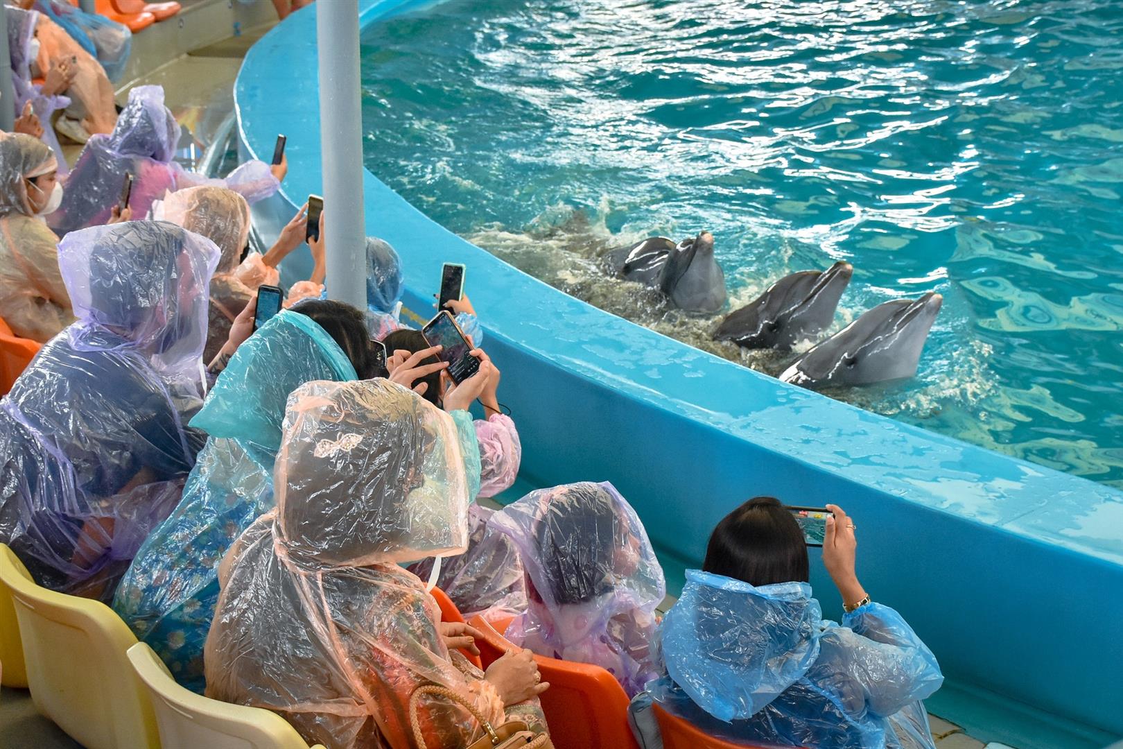 Dolphins Bay Phuket