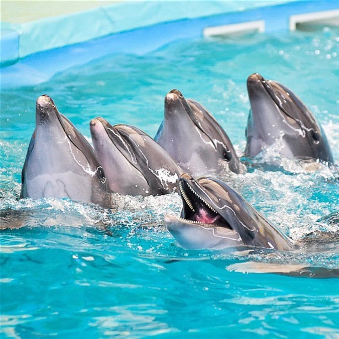 Dolphins Bay Phuket