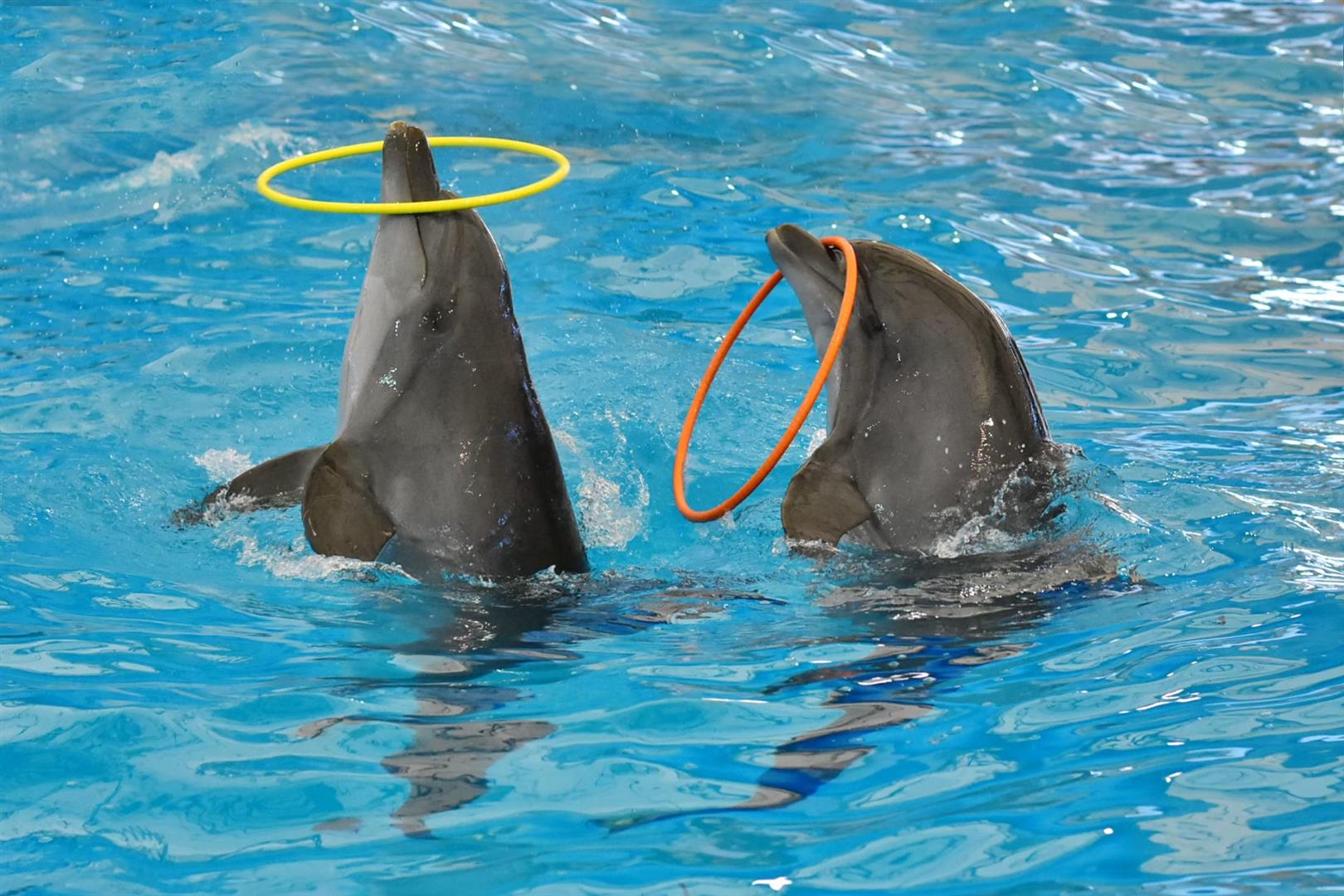 Dolphins Bay Phuket