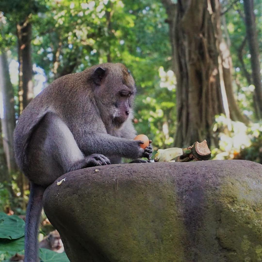 Sacred Monkey Forest Sanctuary