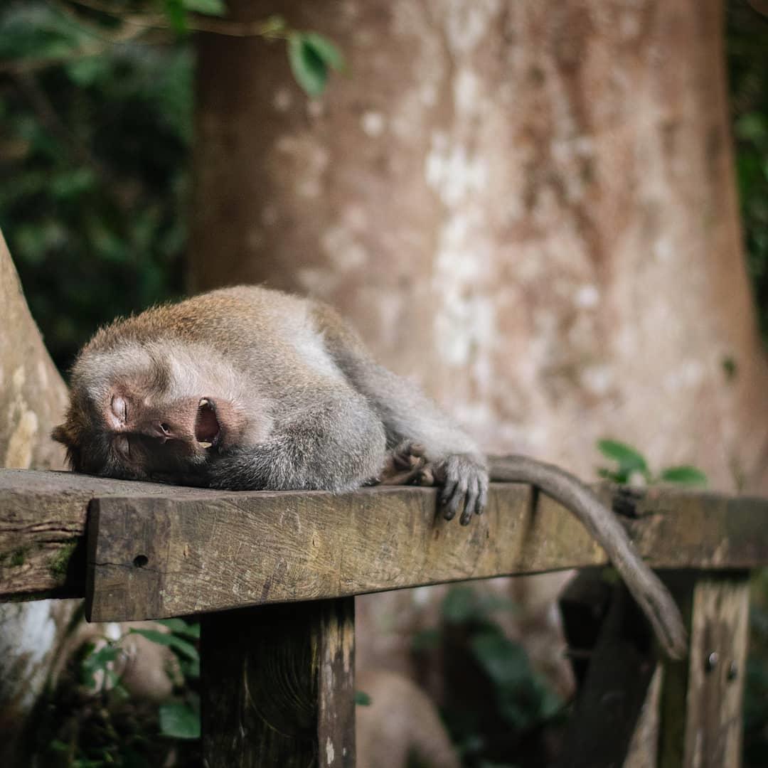 Sacred Monkey Forest Sanctuary