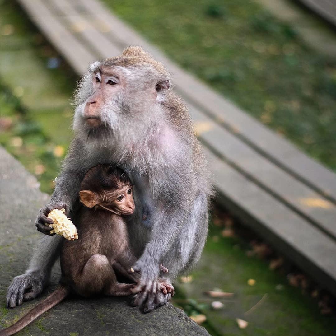 Sacred Monkey Forest Sanctuary