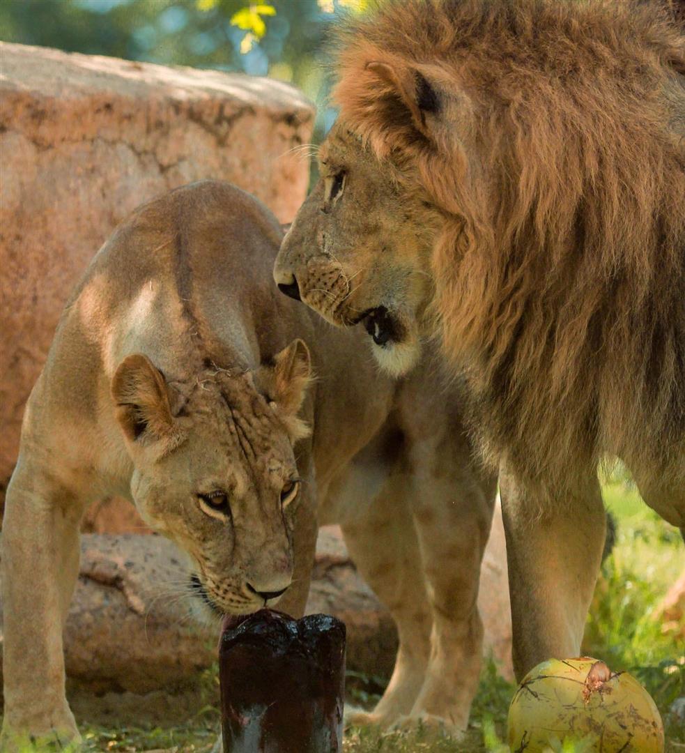 Bali Zoo
