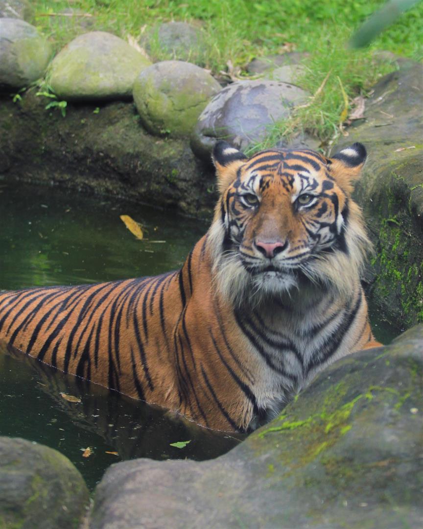 Bali Zoo