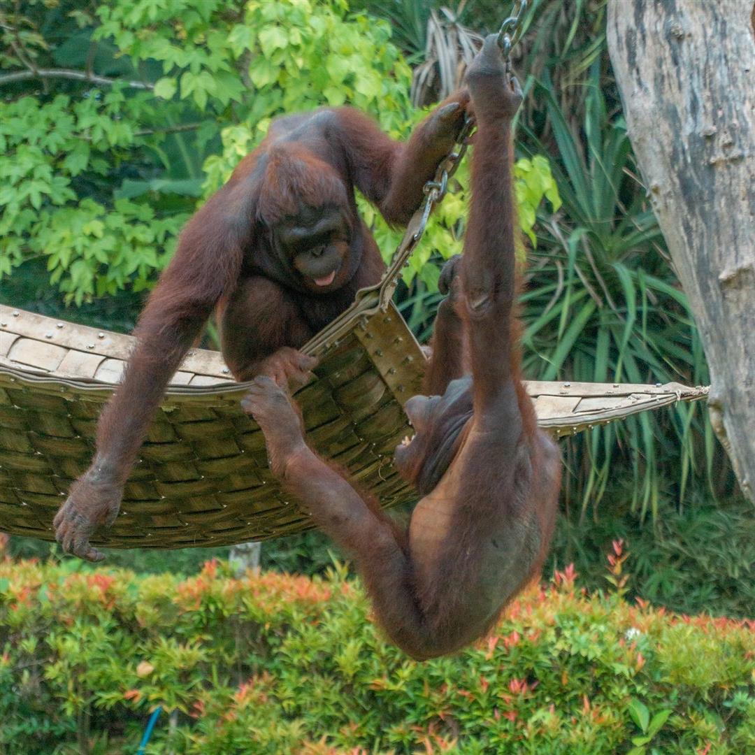 Bali Zoo