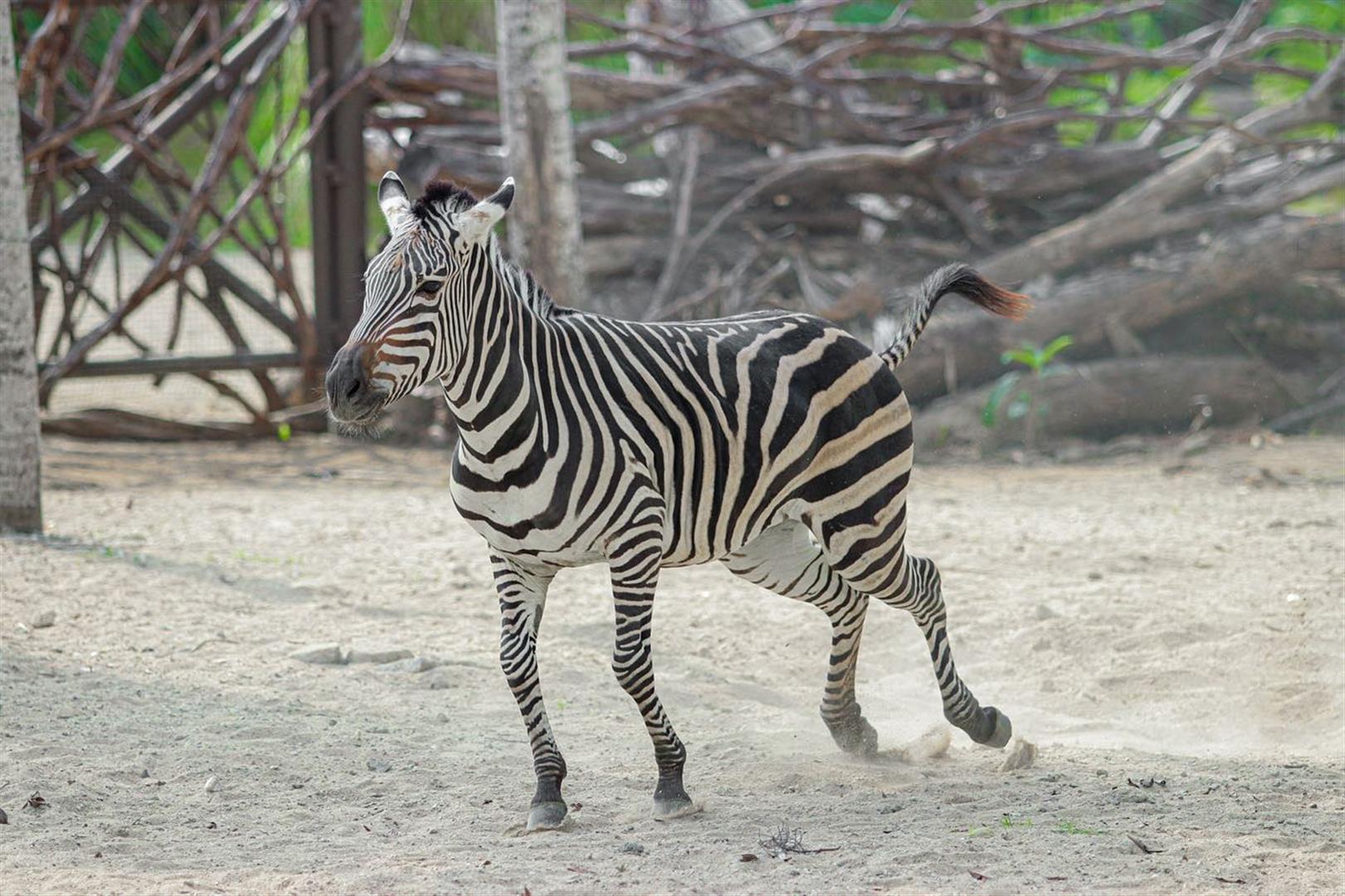 Bali Zoo