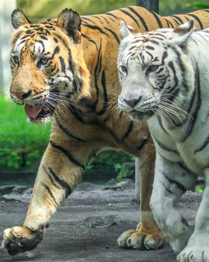 Bali Zoo