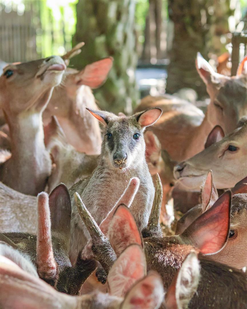 Bali Zoo