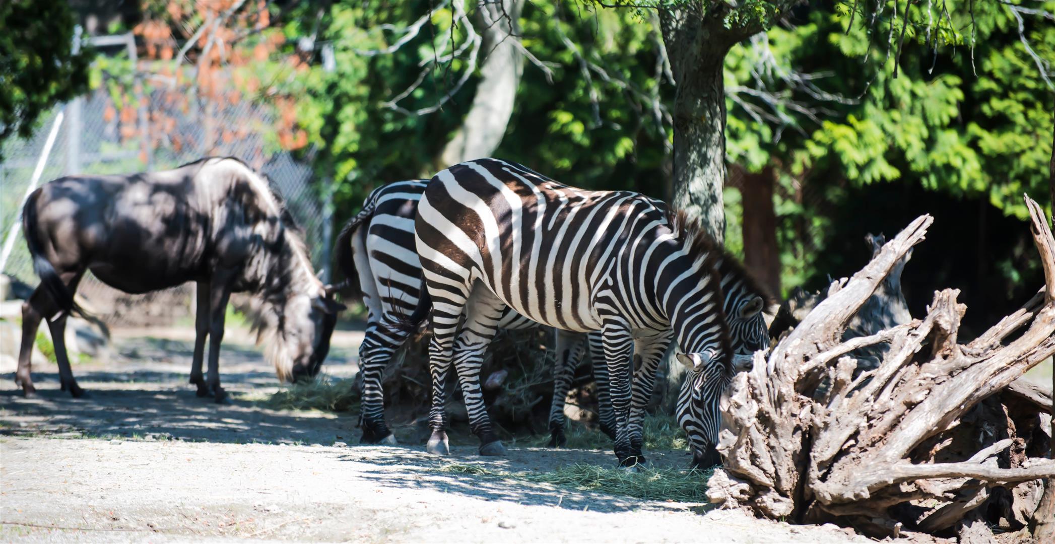 Shutter Stock