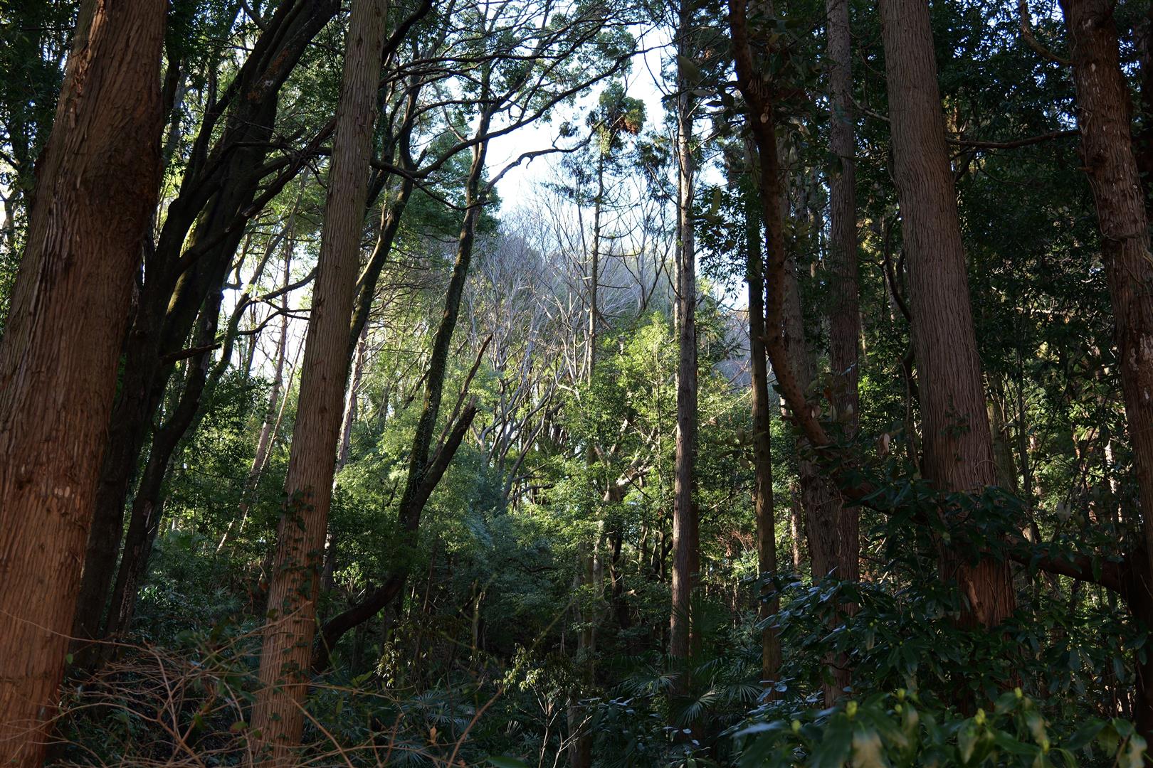 Shutter Stock
