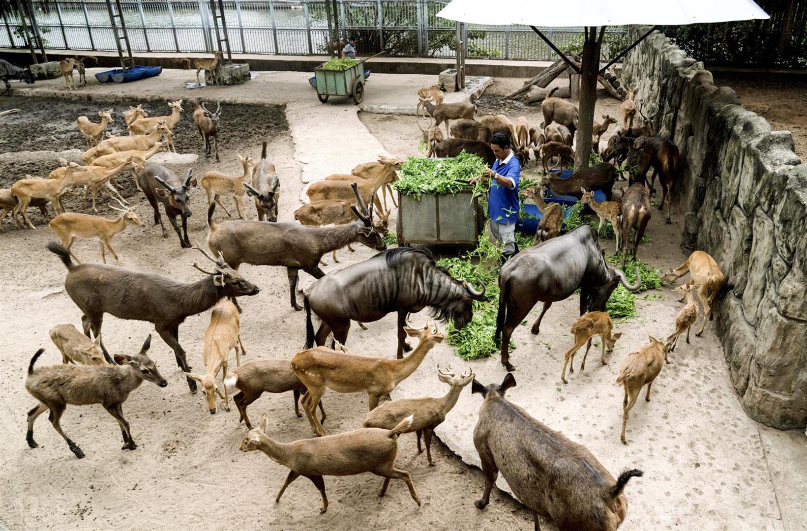 Saigon Zoo and Botanical Garden