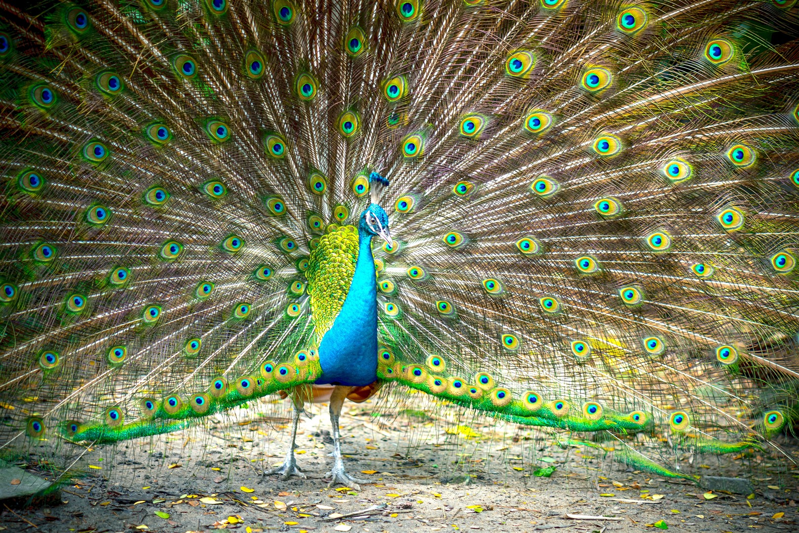 Shutter Stock