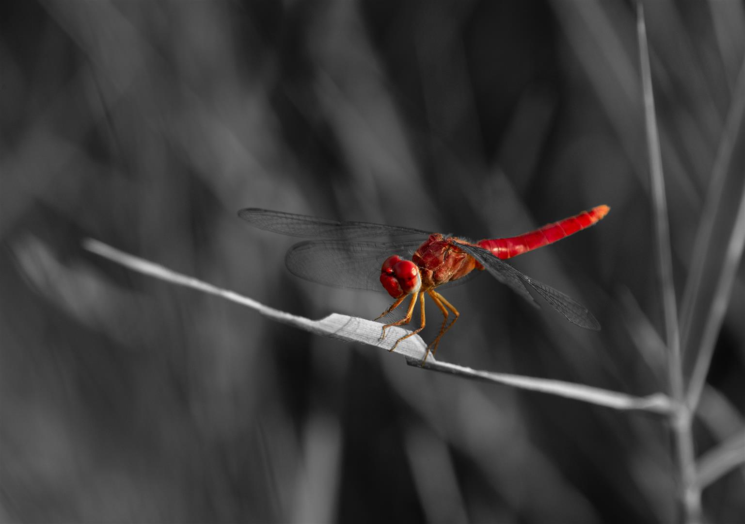 Shutter Stock