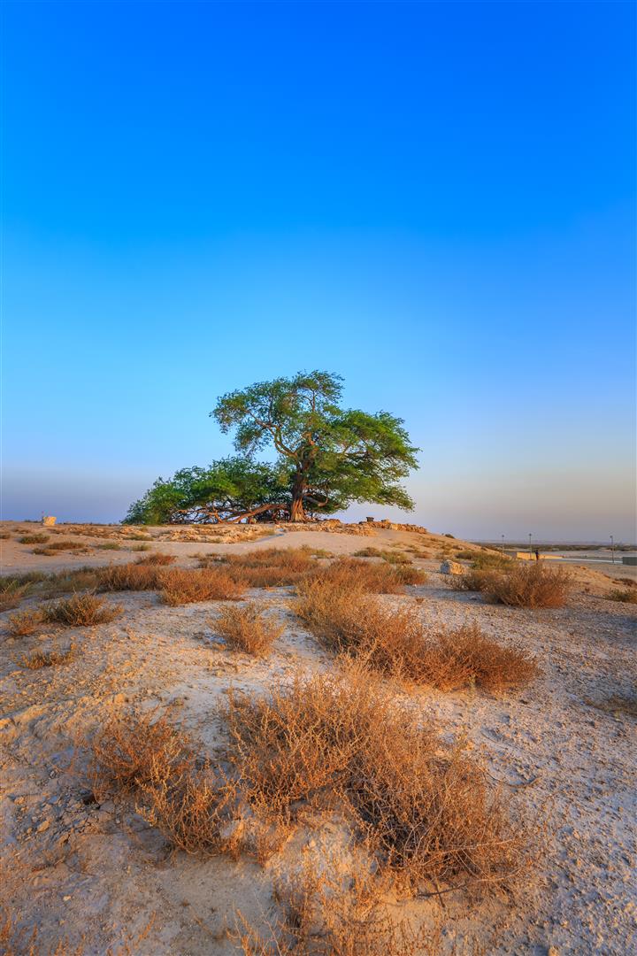 Shutter Stock