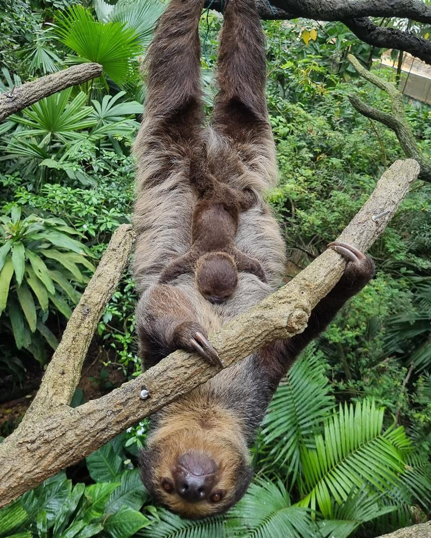 Singapore Zoo
