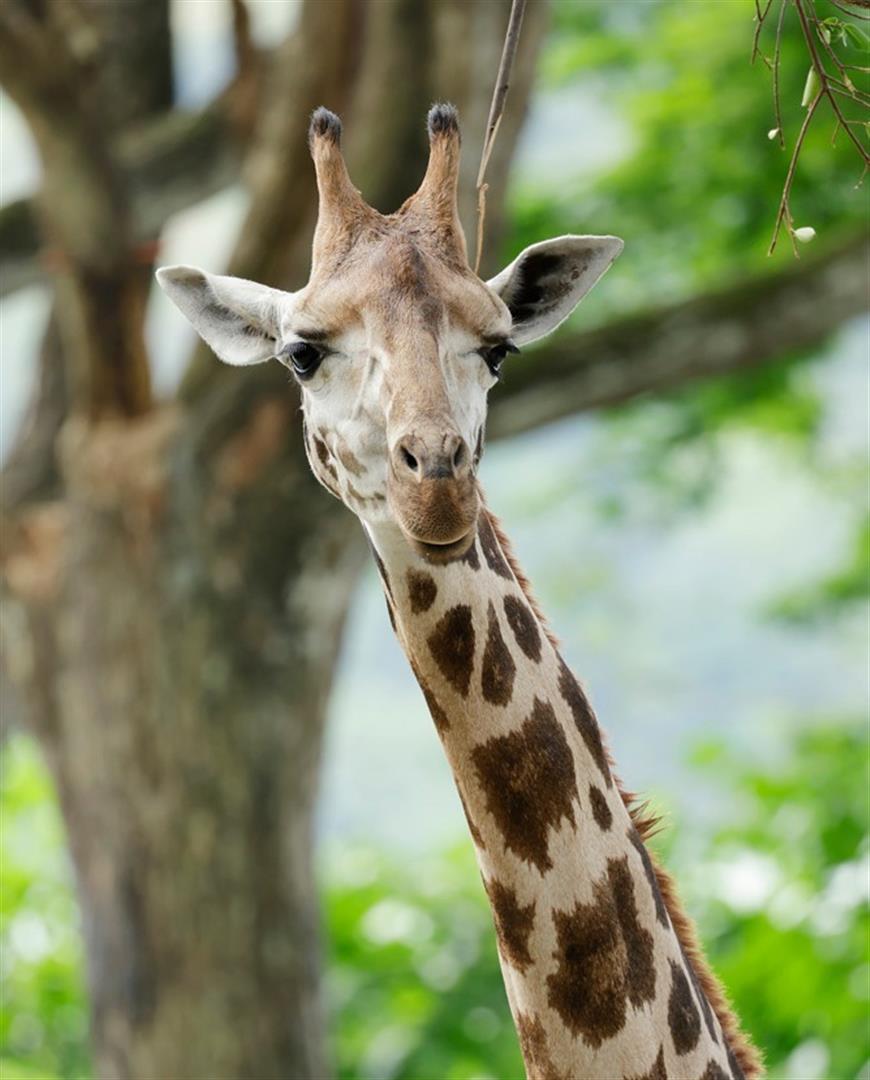 Singapore Zoo