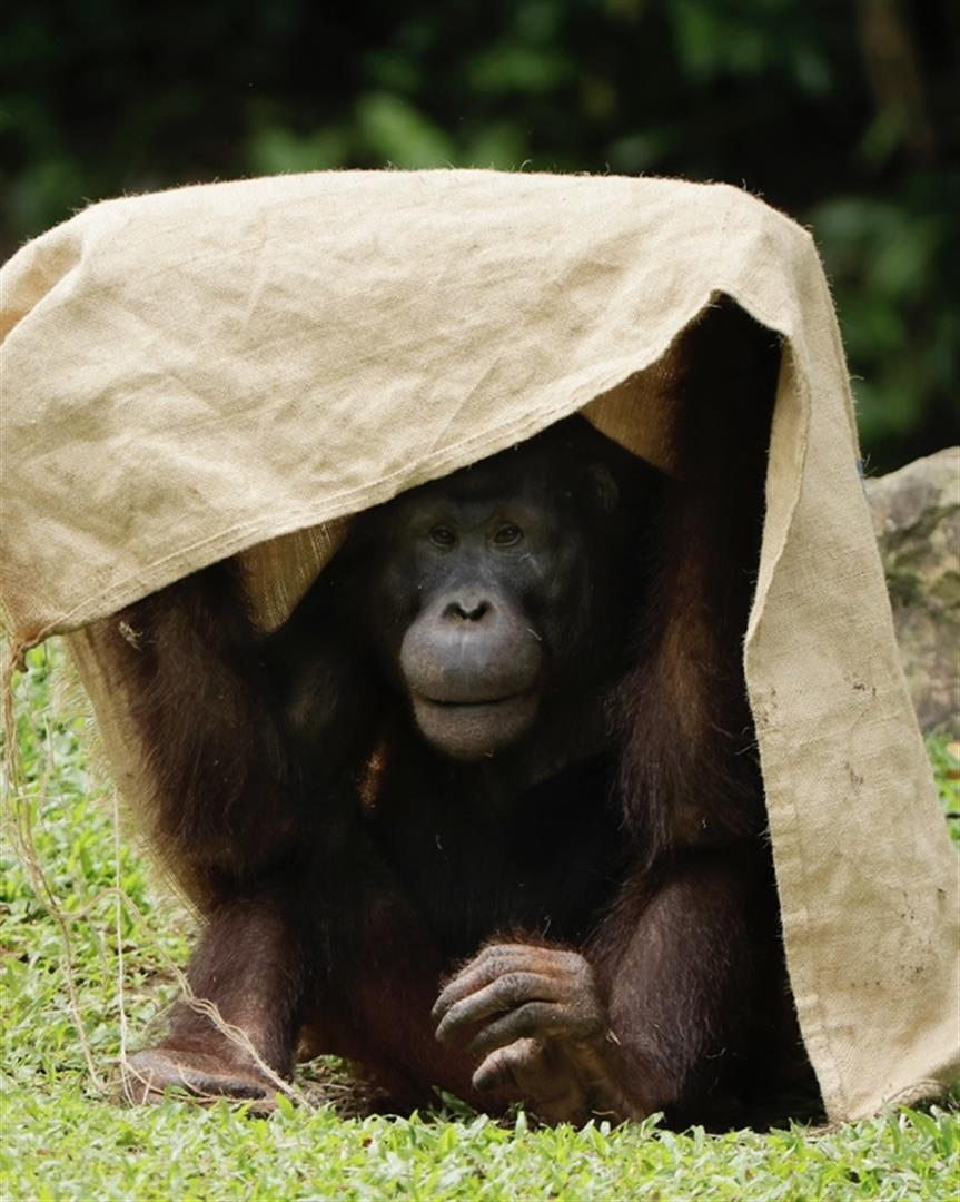 Singapore Zoo