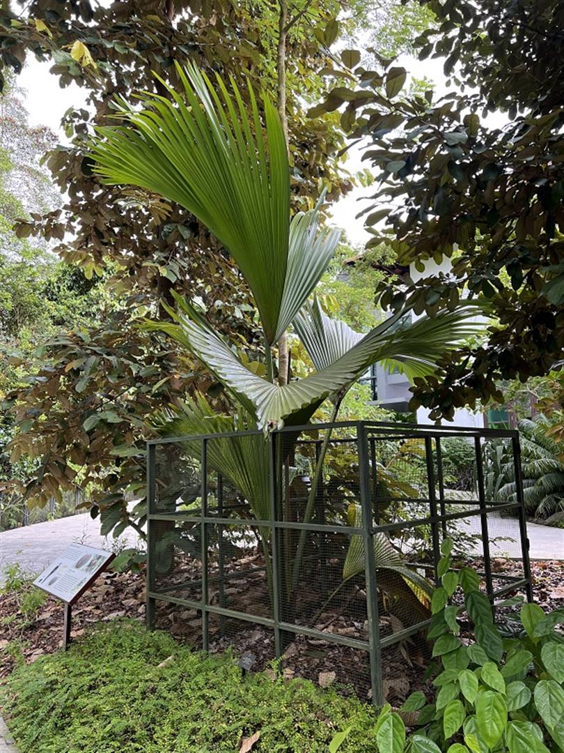 Singapore Botanic Gardens