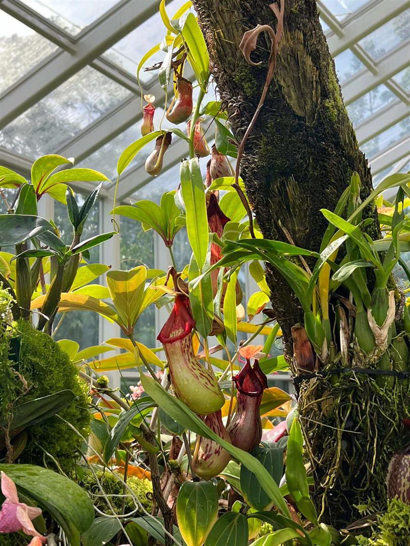 Singapore Botanic Gardens