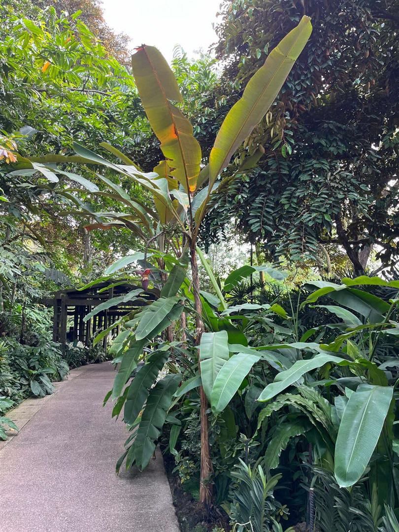 Singapore Botanic Gardens
