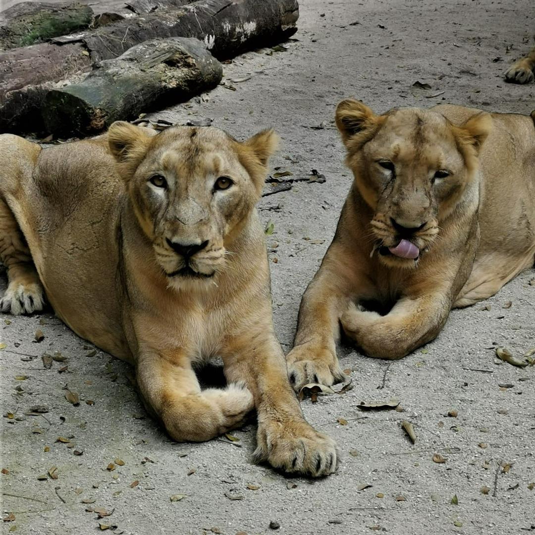 Night Safari