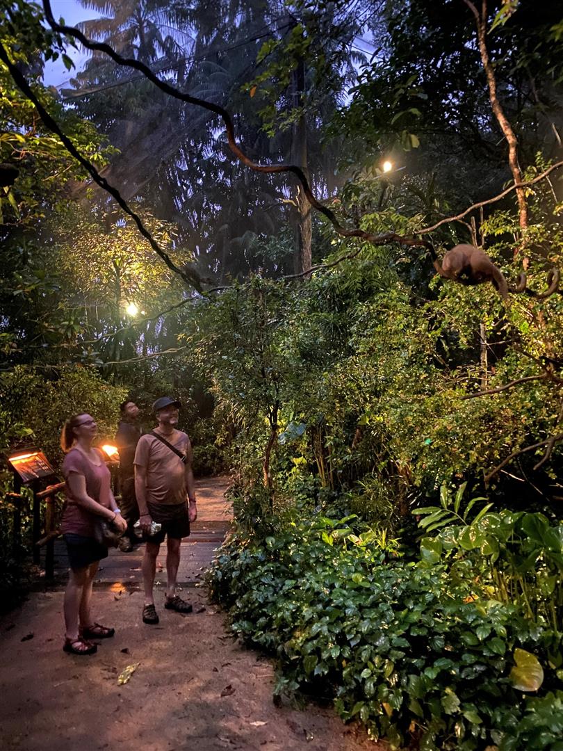 Night Safari