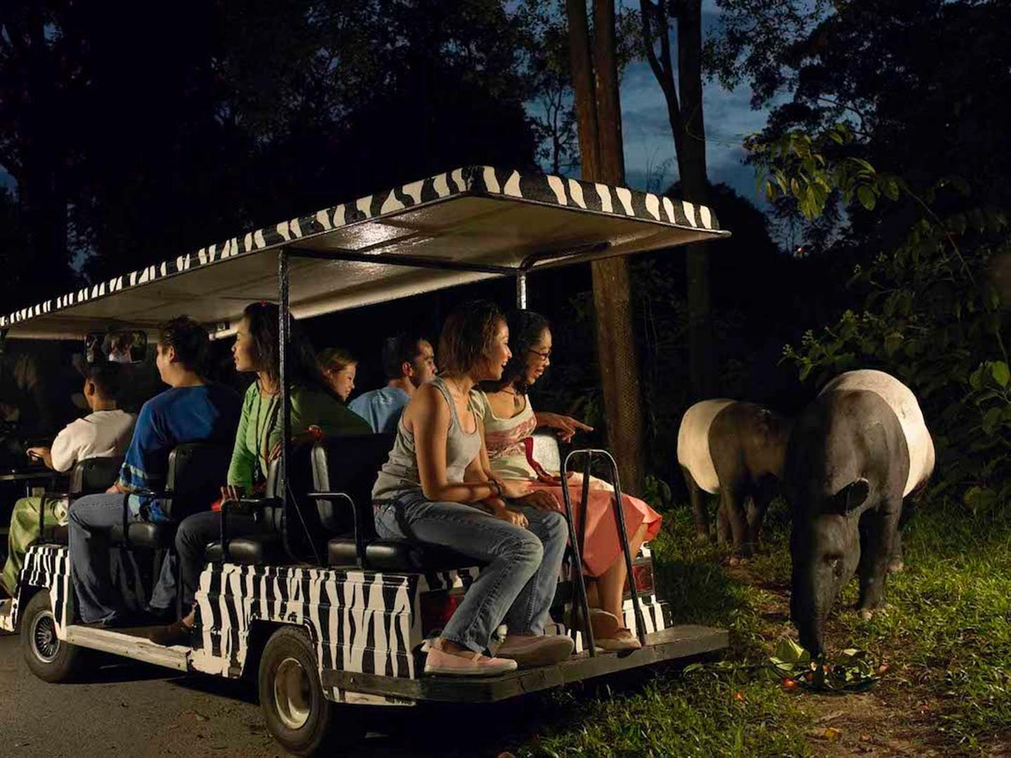 Night Safari