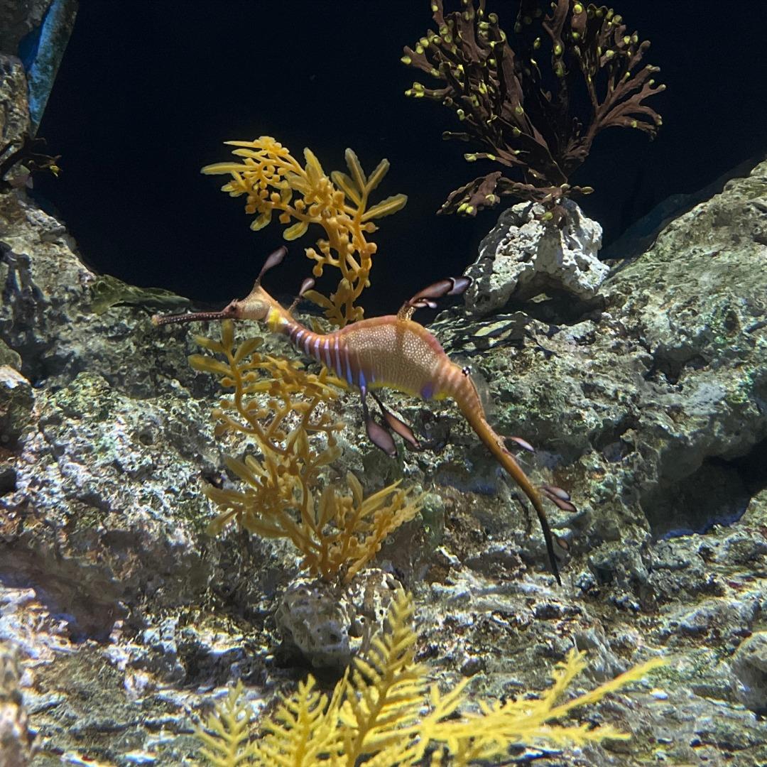 S.E.A. Aquarium