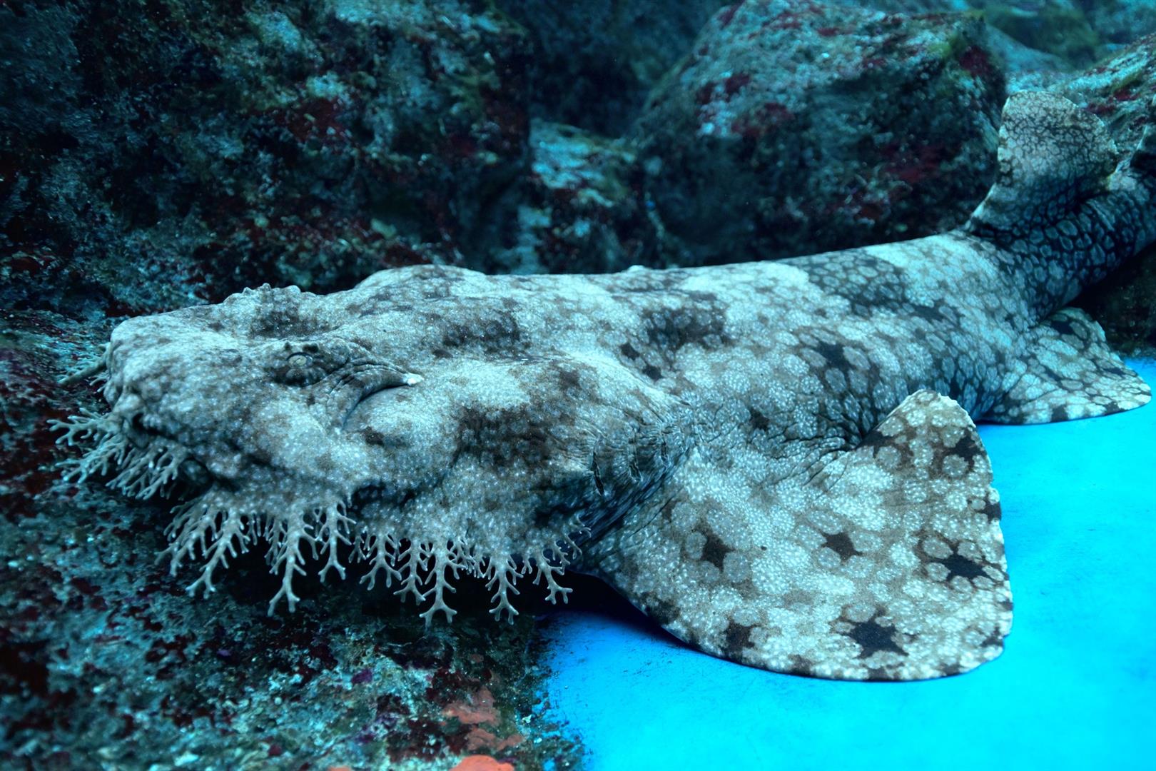 S.E.A. Aquarium