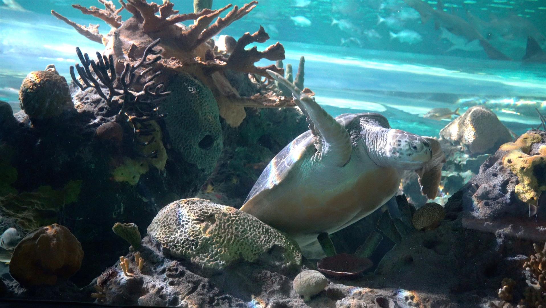 Ripley's Aquarium of the Smokies