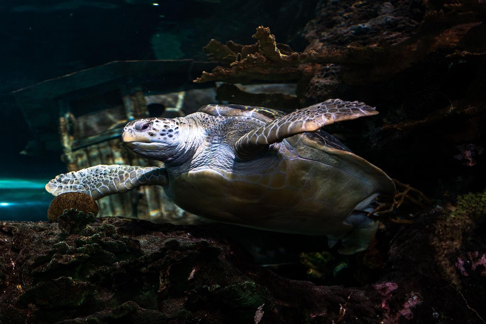 Ripley's Aquarium of the Smokies