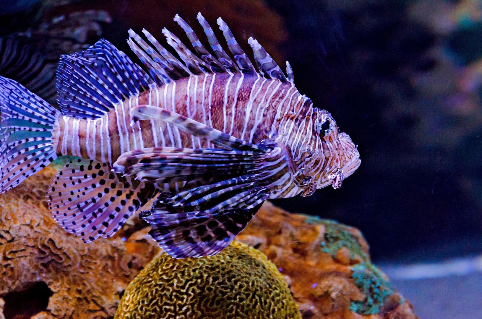Ripley's Aquarium of the Smokies