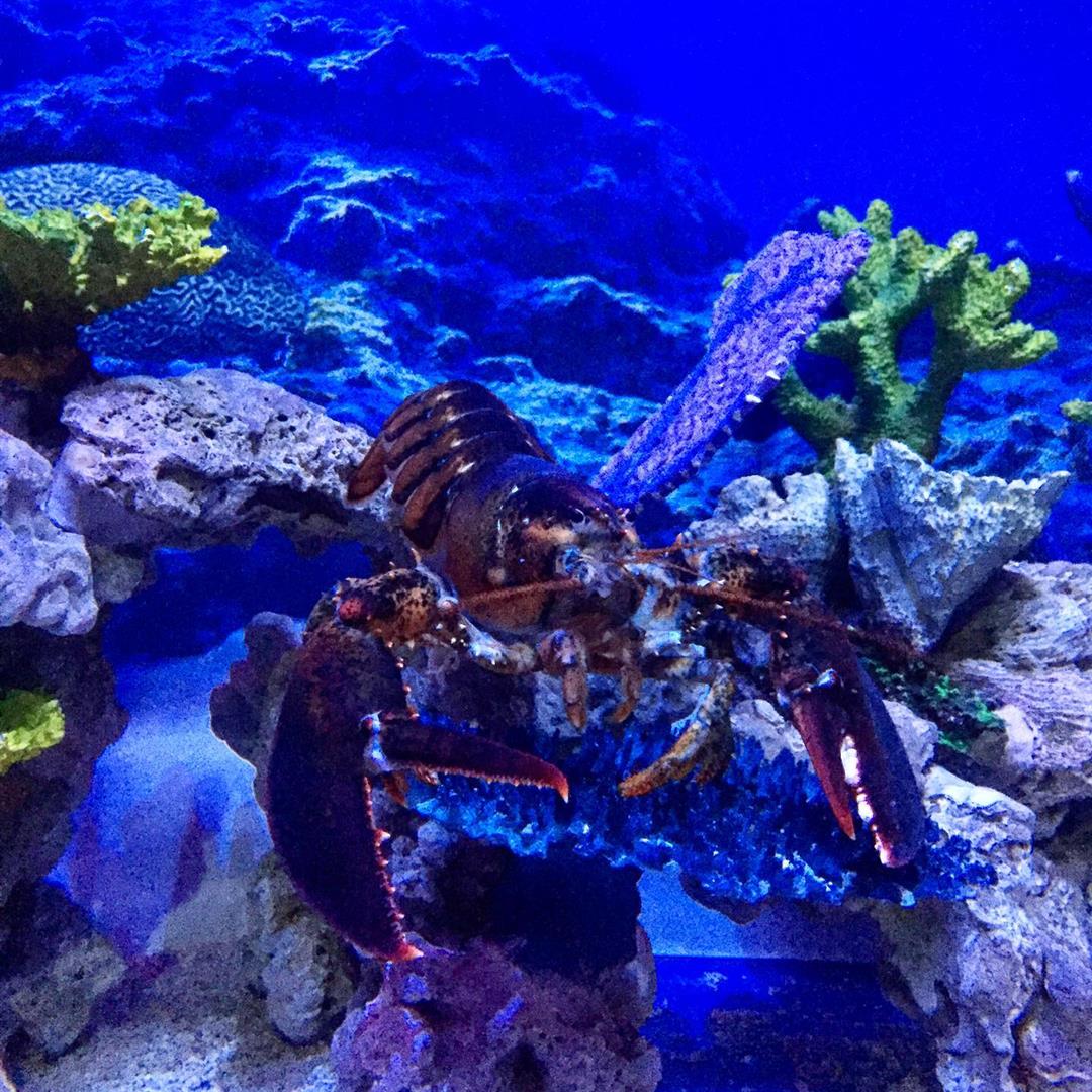 Aquaria KLCC