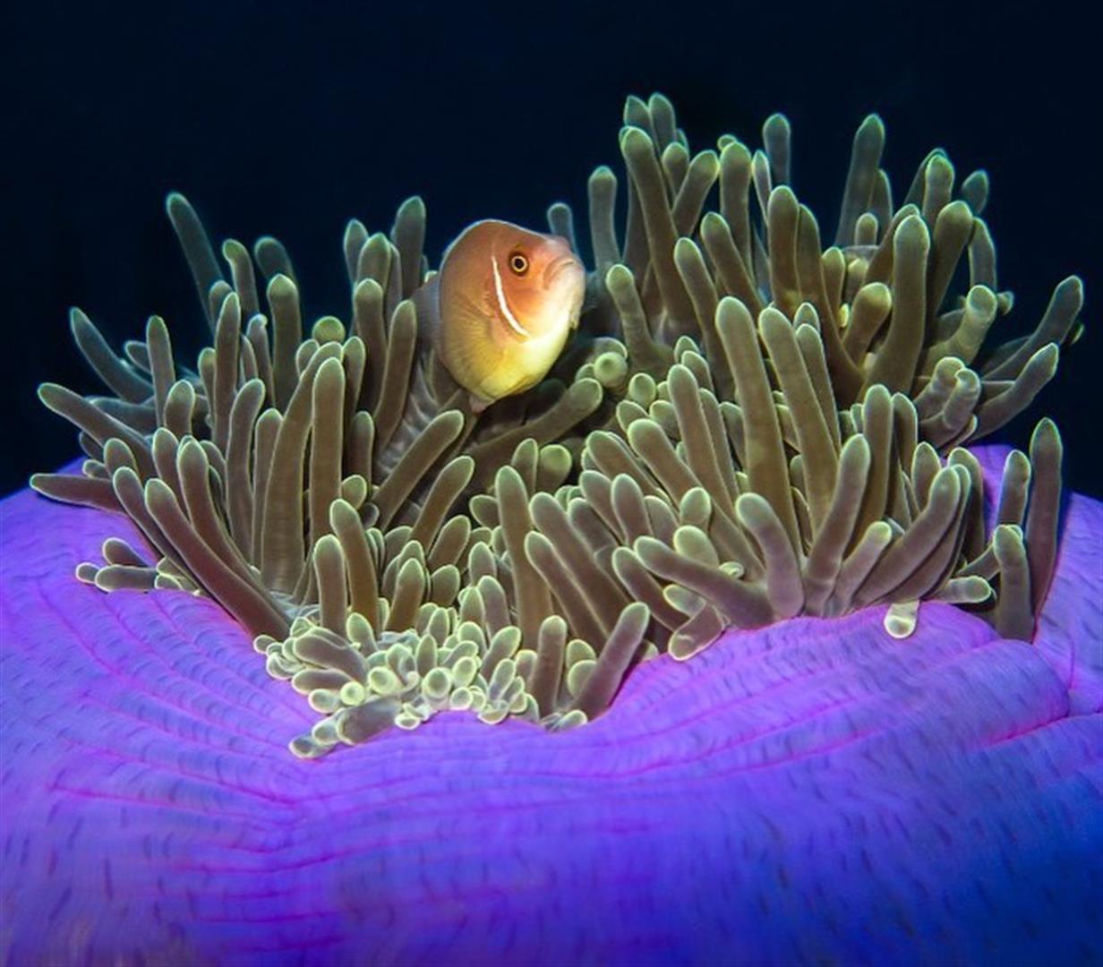 Aquaria KLCC