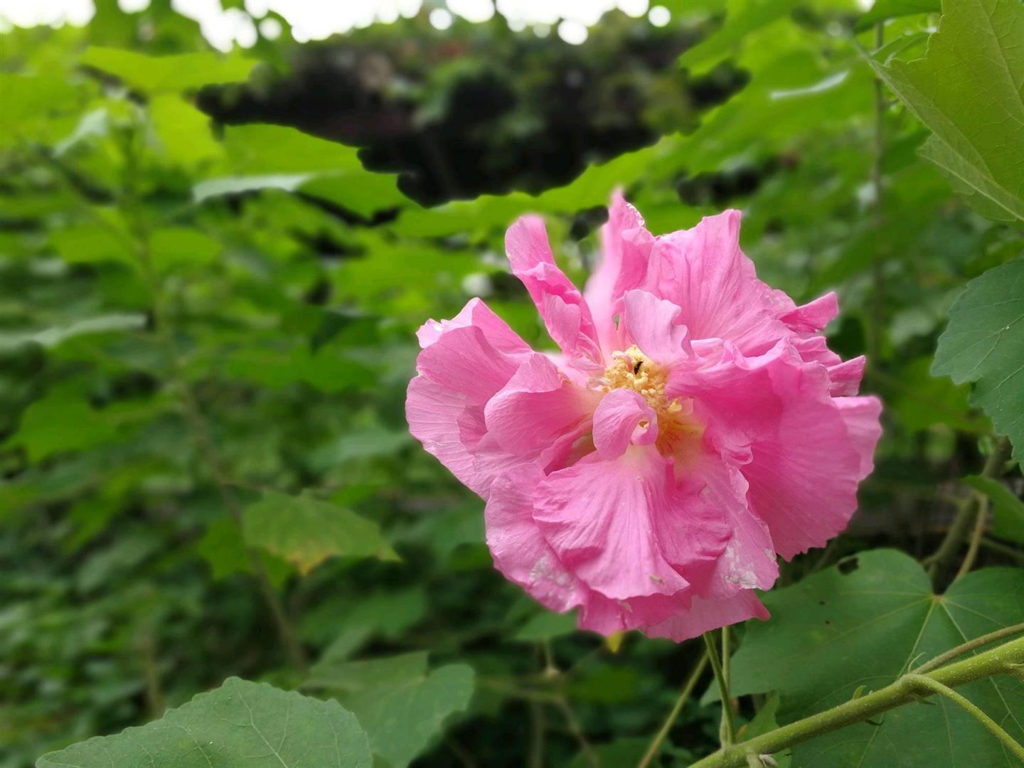 Perdana Botanical Garden