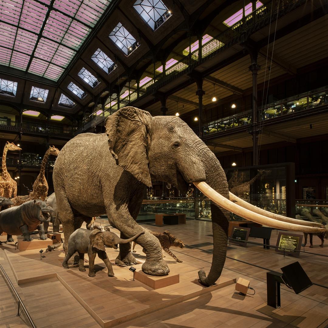 Jardin des Plantes