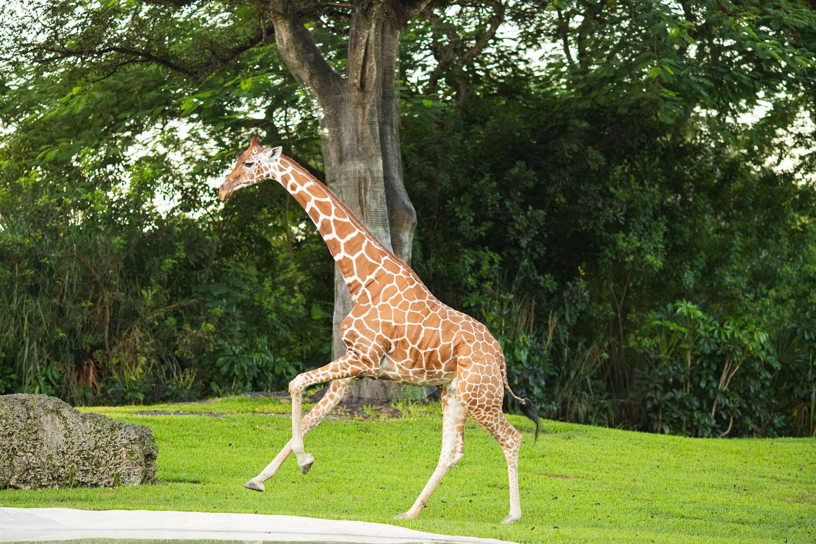 Zoo Miami