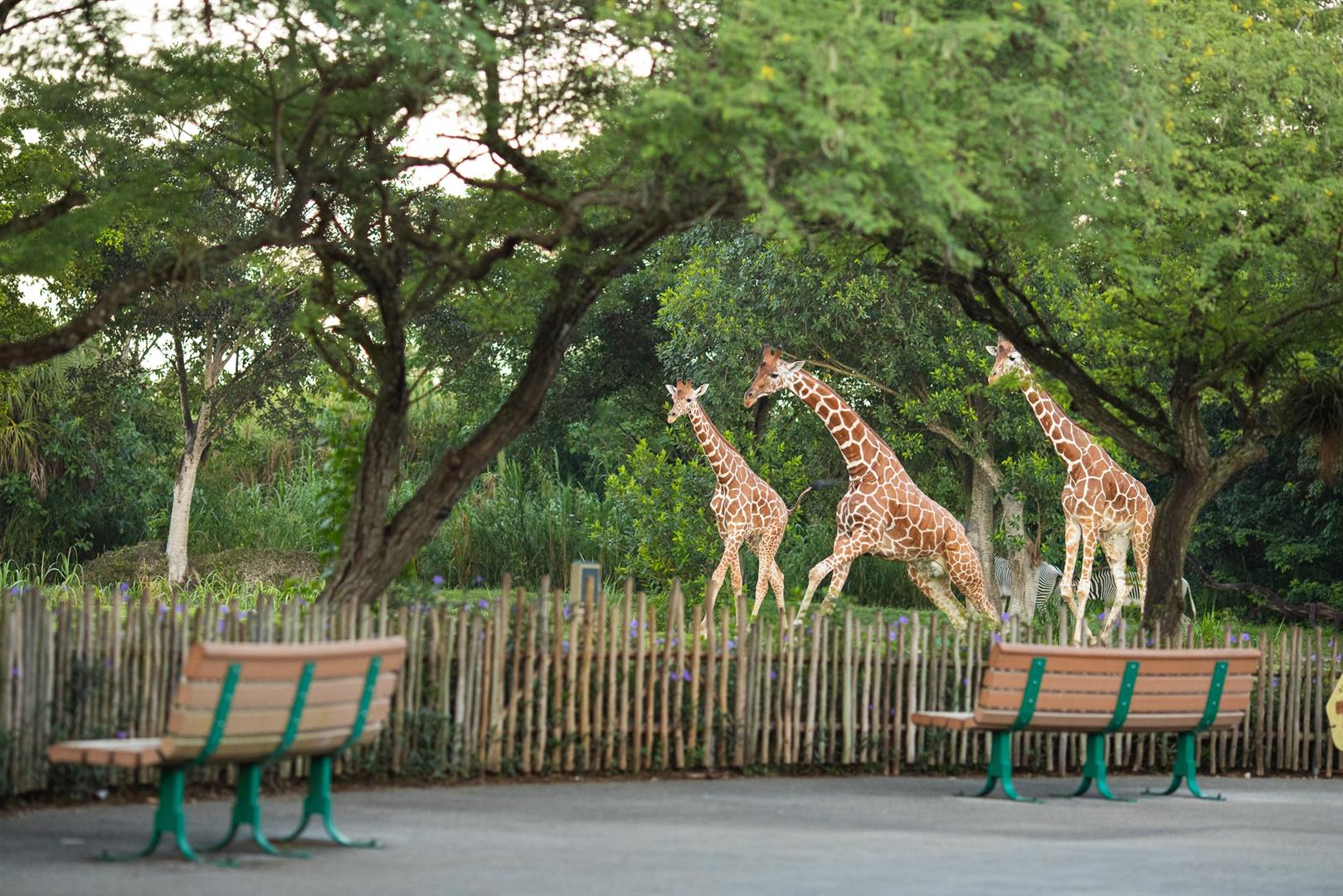 Zoo Miami