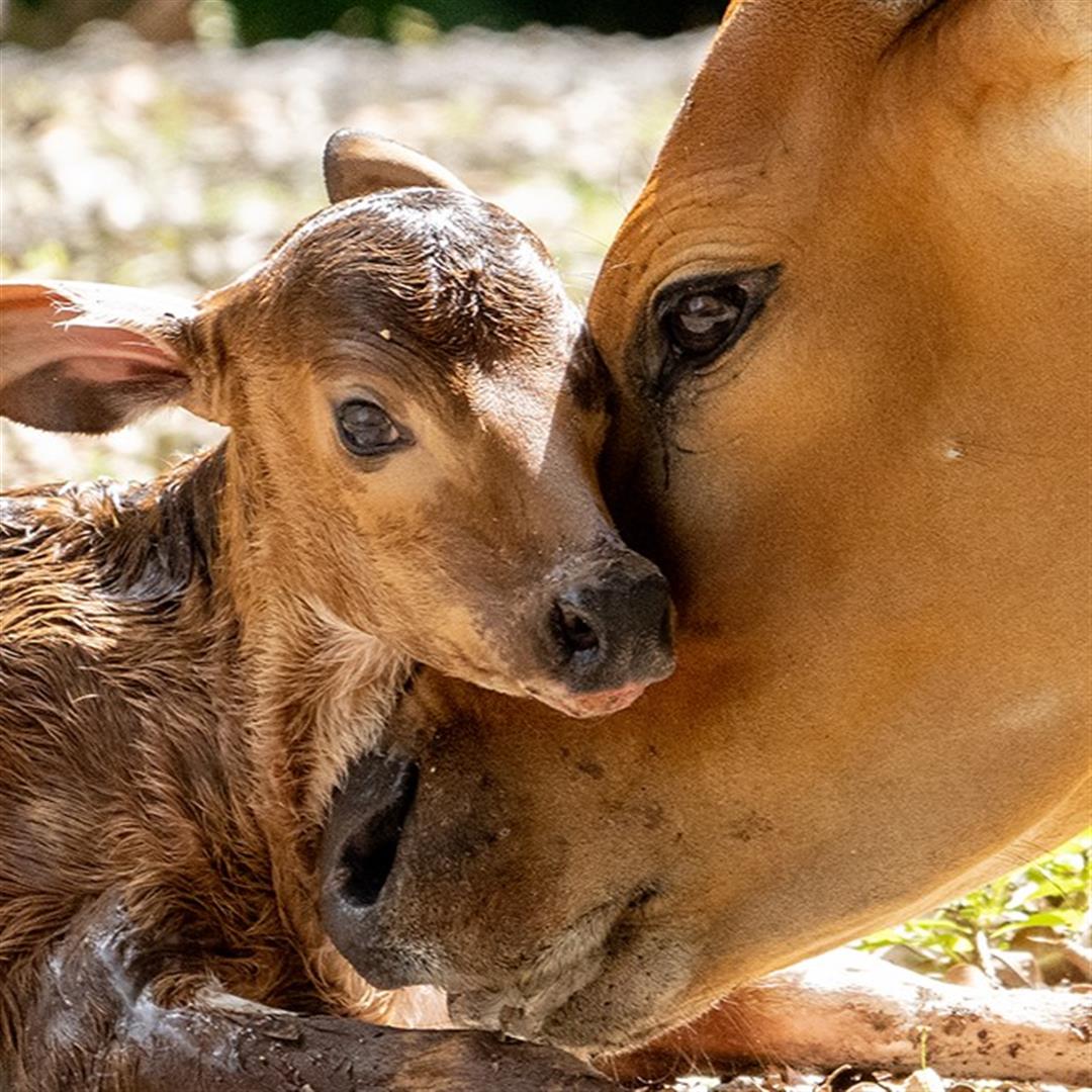 Zoo Miami