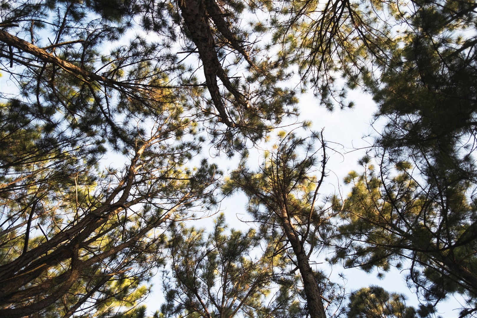 Shutter Stock