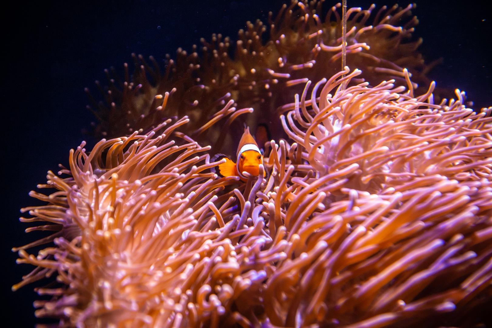 SEA LIFE Sydney Aquarium